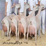 طرح توجیهی پرورش بز سانن 500 راسی pdf + doc سال 99 