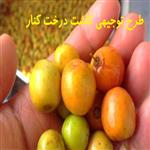  دانلود طرح توجیهی کاشت درخت کنار (فایل ورد + pdf ) سال 99