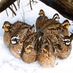 طرح توجیهی پرورش بلدرچین گوشتی | سود پرورش بلدرچین در سال 1400