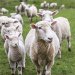 طرح توجیهی پرواربندی بره 50 راسی doc , pdf | محاسبه سود پرواربندی بره در سال 1400