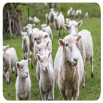 طرح توجیهی پرواربندی بره 100 راسی | سود پرواربندی بره  100 راسی در سال1404