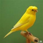 طرح توجیهی پرورش پرندگان زینتی (قناری) نگارش سال 1400 | وام پرورش پرندگان زینتی 50 میلیون تومانی