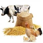 دانلود طرح توجیهی کارخانه خوراک دام و طیور  نگارش سال 1400 | هزینه کارخانه خوراک دام