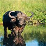 طرح توجیهی پرورش گاومیش سال 1400