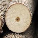 ایده زراعت چوب با آب و کود رایگان