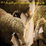 بهترین جیره غذایی بره های پرواری 30 راسی 