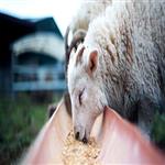 جیره بره پرواری 200 راسی |بهترین خوراک برای بره پرواری 200 راسی