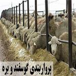 طرح توجیهی پرواربندی بره 50 راسی نگارش سال 1401 | صفر تا صد پرواربندی بره