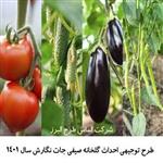 طرح توجیهی گلخانه 3000 متری صیفی جات  | درامد گلخانه 3000 متری 1401