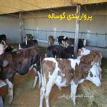طرح توجیهی گوساله پرواری 200 راسی 1401  | صفر تا صد پرواربندی گوساله