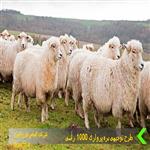 دانلود طرح توجیهی پرواربندی بره 1000 راسی نگارش سال 1401 | سود بره پرواری در سال ۱۴۰۱ (PDF و Word)