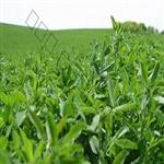 طرح توجیهی کشت یونجه وتولیدعلوفه 20 هکتاری | عملکرد یونجه در هکتار  