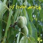 طرح توجیهی احداث باغ گردو | هزینه احداث باغ میوه | درآمد باغ گردو