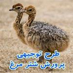 طرح توجیهی شترمرغ پرواری | جدول هزینه پرورش شتر مرغ در سال 1401