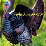 طرح توجیهی پرورش بوقلمون 10 هزار قطعه ای (pdf + doc)