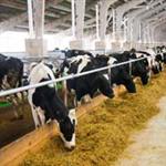 طرح توجیهی گاوشیری100راسی ویرایش سال 1401