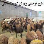 طرح توجیهی پرورش گوسفندان داشتی pdf  نگارش بهار 1401 ( 500 راسی)