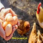 طرح توجیهی مرغ تخمگذار 2000 قطعه ای  (pdf+doc)