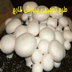 طرح توجیهی پرورش قارچ | سود پرورش قارچ در سال ۱۴۰۱