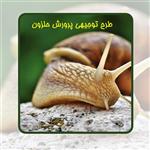 طرح توجیهی پرورش حلزون سال 1401 (PDF+WORD) | پرورش حلزون آچاتینا