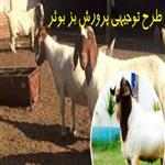 طرح توجیهی پرورش بز بوئر (نگارش 1401) word و pdf