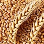 طرح توجیهی مزرعه کشت گندم 200 هکتار pdf (نگارش بهار 1402)