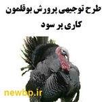 طرح توجیهی پرورش بوقلمون ۵۰۰۰ قطعه | هزینه پرورش بوقلمون در سال ۱۴۰۲