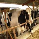 طرح توجیهی پرواربندی گوساله 100راسی سال1402