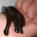 طرح توجیهی پرورش زالوی طبی pdf+doc نگارش 1402 | هزینه پرورش زالو