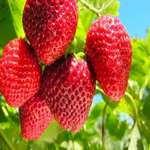 طرح توجیهی احداث گلخانه هیدروپونیک توت فرنگی 1000 متری word + pdf نگارش سال 1402