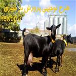 طرح توجیهی پرورش بز شیری 100 راسی ⭐️طرح توجیهی پرورش بزهای مورسیا و آلپاین