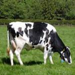 طرح توجیهی پرورش گاو شیری20راسی 1403 ⭐️ نحوه محاسبه سود گاو شیری