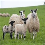 طرح توجیهی پرواربندی بره 50 راسی (pdf,word) ⭐️ برآورد هزینه پروار هر بره در سال 1403