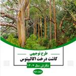 طرح توجیهی کاشت درخت اکالیپتوس⭐️ بررسی درامد درخت اکالیپتوس