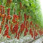 دانلود طرح توجیهی گلخانه 1000 متری  (آپدیت ۱۴۰۴)  + دریافت وام و مجوز