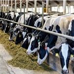 طرح توجیهی پرواربندی گوساله 1404 | دریافت وام پرواربندی گوساله