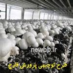 طرح توجیهی پرورش قارچ (word+pdf) سال 1404 | طرح پرورش قارچ جهاد کشاورزی