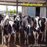 طرح توجیهی پرواربندی گوساله 200 راسی نگارش 1404