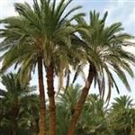 طرح توجیهی احداث نخلستان ۲ هکتاری | بررسی سرمایه، هزینه، سودآوری و بازگشت سرمایه