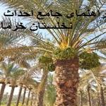 راهنمای جامع احداث نخلستان خرما 🌴 از هزینه و وام تا درآمد و  طرح توجیهی
