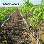 طرح توجیهی احداث نهالستان غیرمثمر و نهال‌کاری؛  جهت مجوز و وام 1405