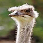 دانلود پروژه کارآفرینی پرورش شترمرغ 95 - طرح توجیهی پرورش شتر مرغ سال 95