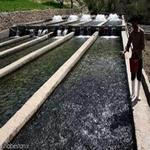 طرح توجیهی پرورش ماهی قزل آلا