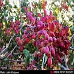 اطلاعات کامل درباره راهنمای کاشت و احداث و راه اندازی باغ پسته