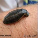 مراحل پرورش زالو - اموزش پرورش زالو -هزینه راه اندازی پرورش زالو + طرح توجیهی