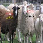 سرمایه مورد نیاز برای پروار بندی بره و جیره نویسی بره پرواری