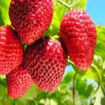 طرح توجیهی کشت توت‌فرنگی گلخانه‌ای به روش هیدروپونیک- طرح توجیهی گلخانه هیدروپونیک توت فرنگی