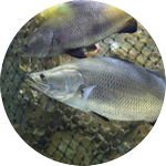 طرح توجیهی پرورش ماهی در قفس