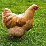 طرح توجیهی مرغ تخمگذار بومی-طرح توجیهی مرغ تخمگذار pdf