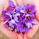 طرح توجیهی کشت زعفران -طرح توجیهی کشت زعفران +pdf